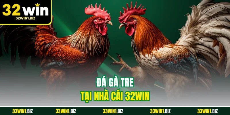 Đá gà tre vô cùng kịch tính và gay cấn