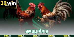 mẹo chọn gà chọi