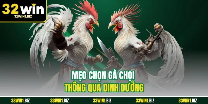 Chọn thông qua dinh dưỡng là mẹo chọn gà chọi đầu tiên
