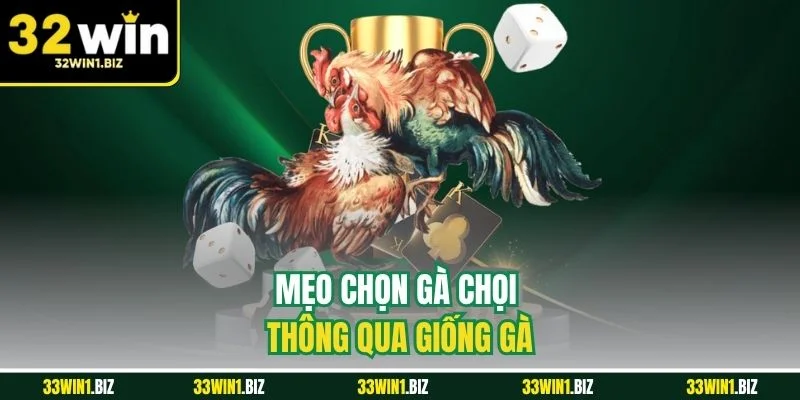 Lựa chọn chiến kê thông qua nòi giống